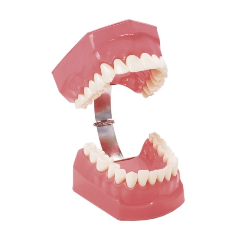 macromodelo dental